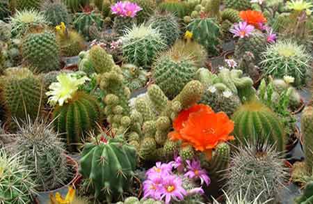 8 kaktus cicekleri akrep burcu kadini cicegi akrep burcu çiçeği | akrep burcu çiçek | akrep burcu kadını çiçek